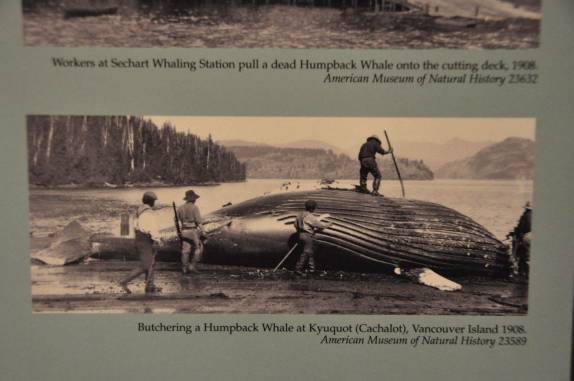 A antiga exploração de baleias, em foto no Royal BC Museum, em Victoria, capital da British Columbia, no oeste do Canadá